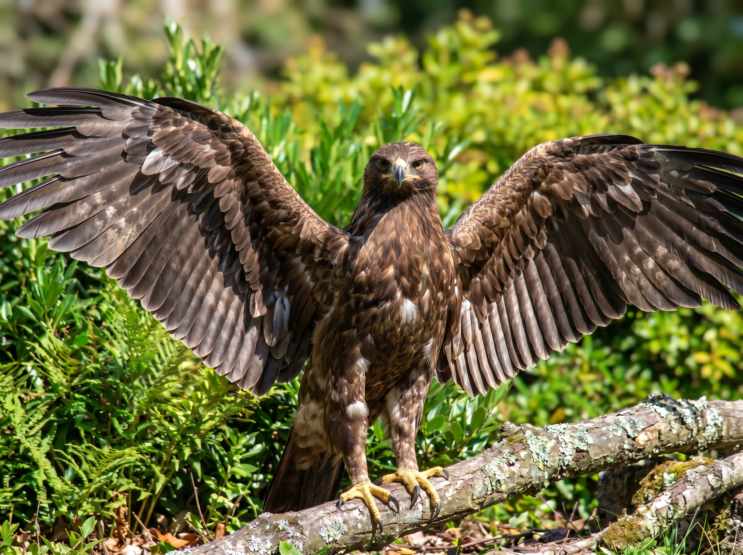 Firefly_want  to  clarify and clearly and this bird  and his wing open and look at me with fu 120190.png