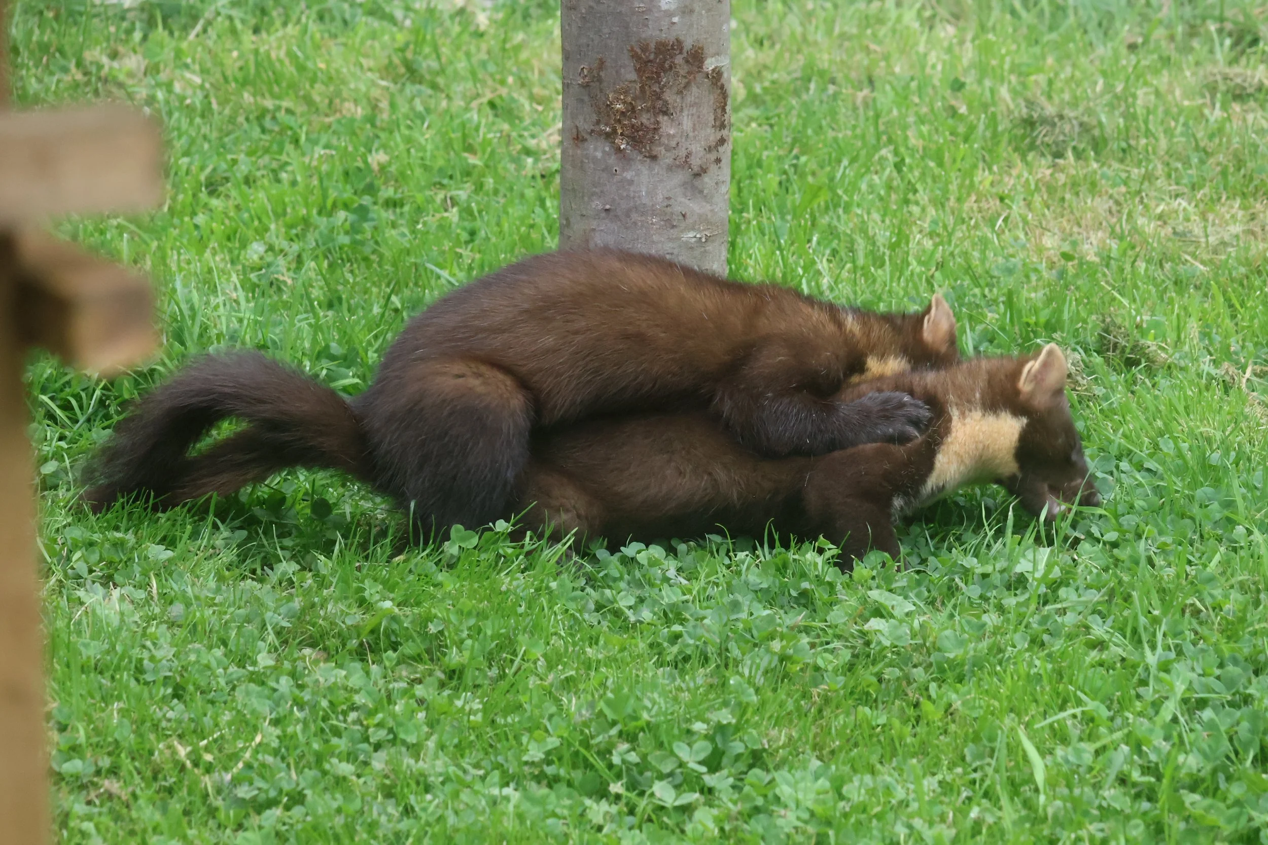 IMG_4240.JPG