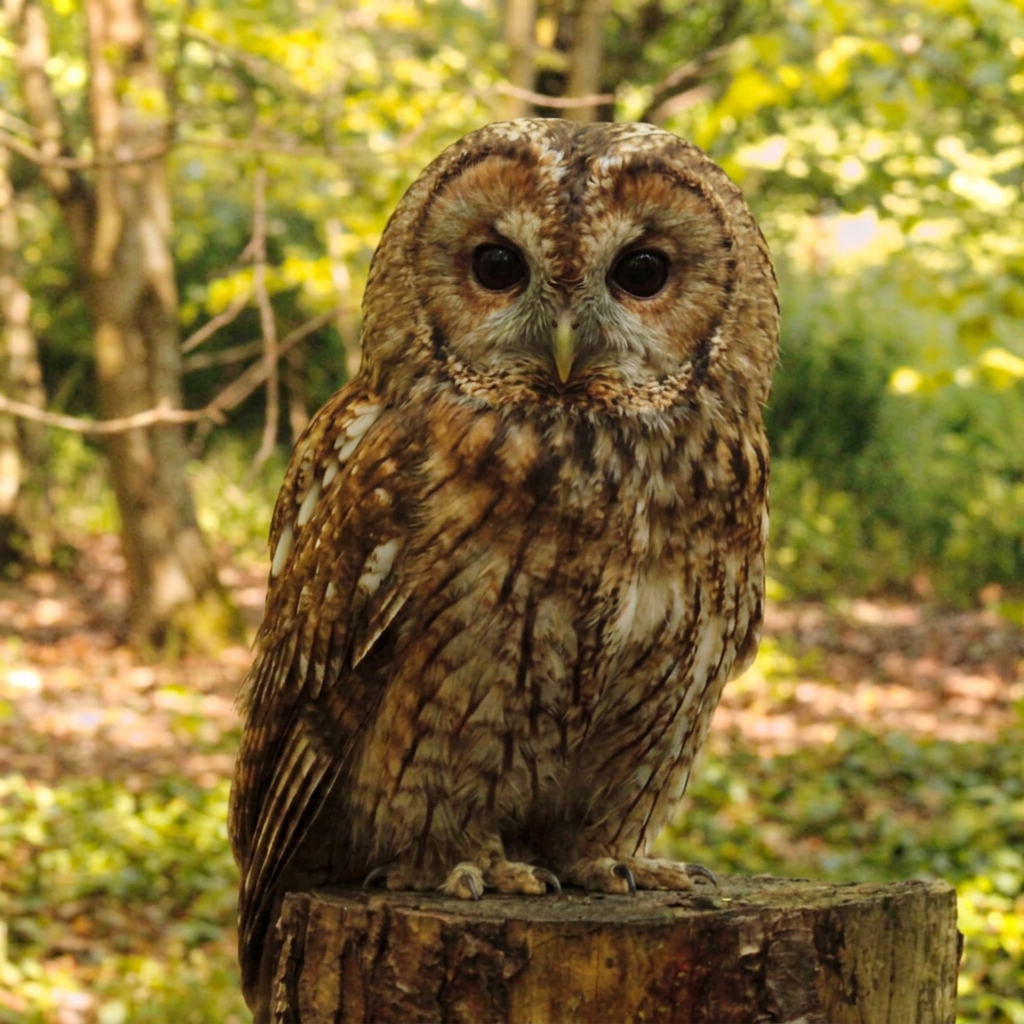 Firefly_Gemini Flash_want this owl look at me 284953.png