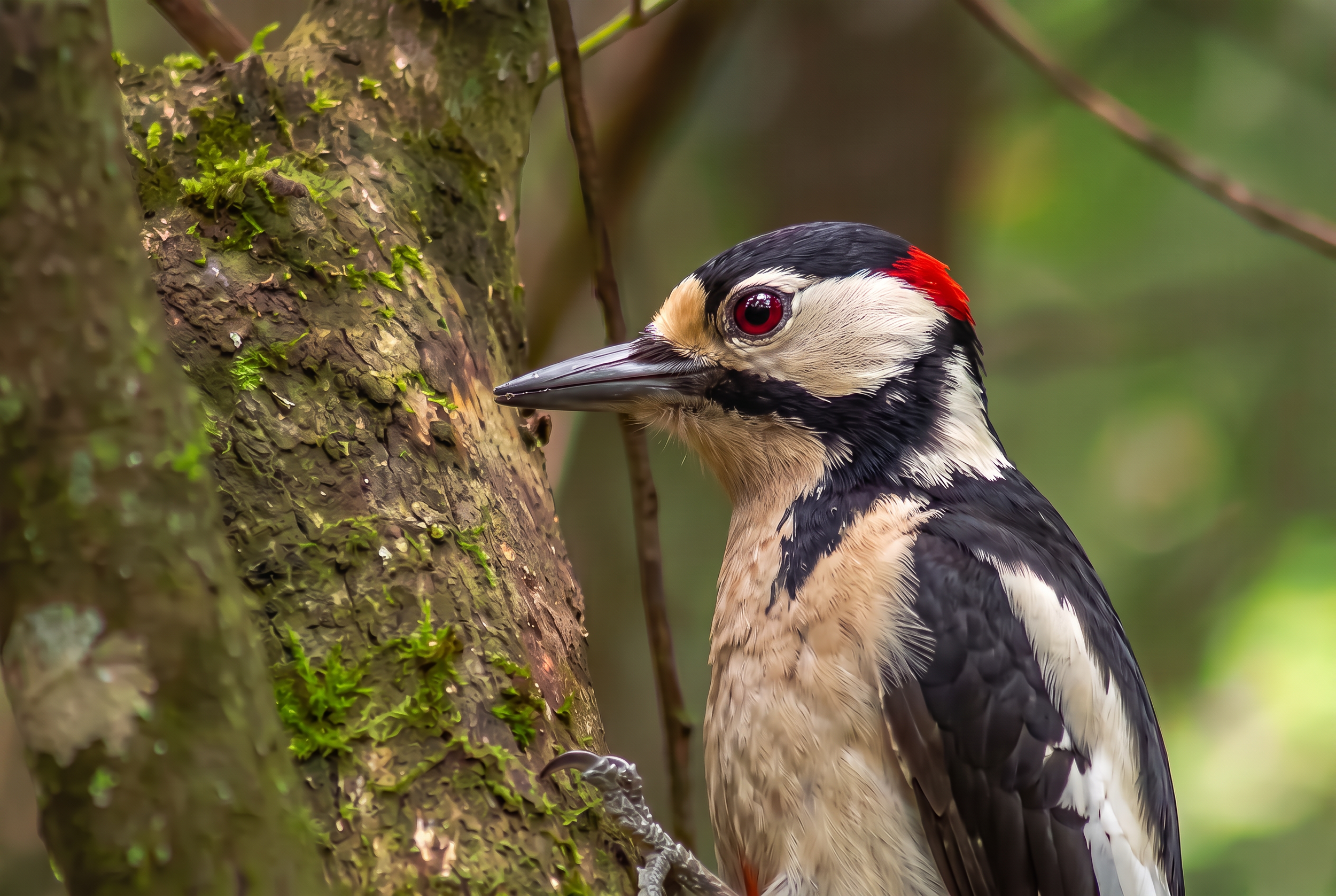 Firefly_want this  woodpecker eye red 439466.png