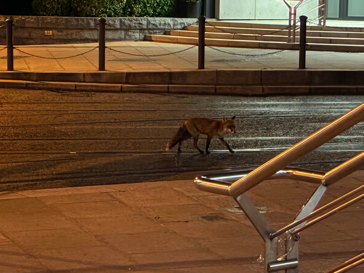 Firefly - Want to this photo clearly and this fox.PNG
