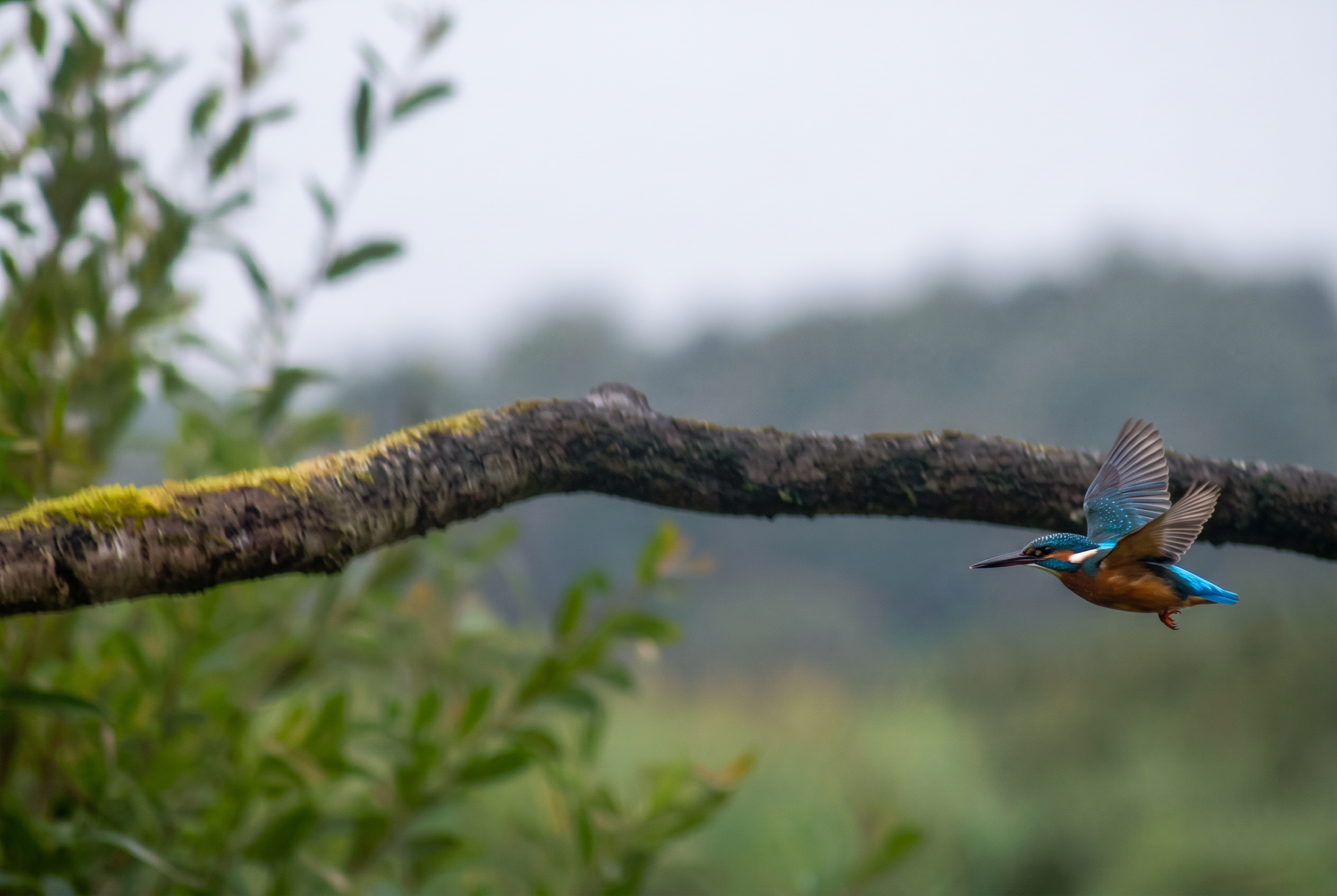 Firefly_Gemini Flash_want to clarify and clearly this photo and this bird more clearly with his flying  989560.png