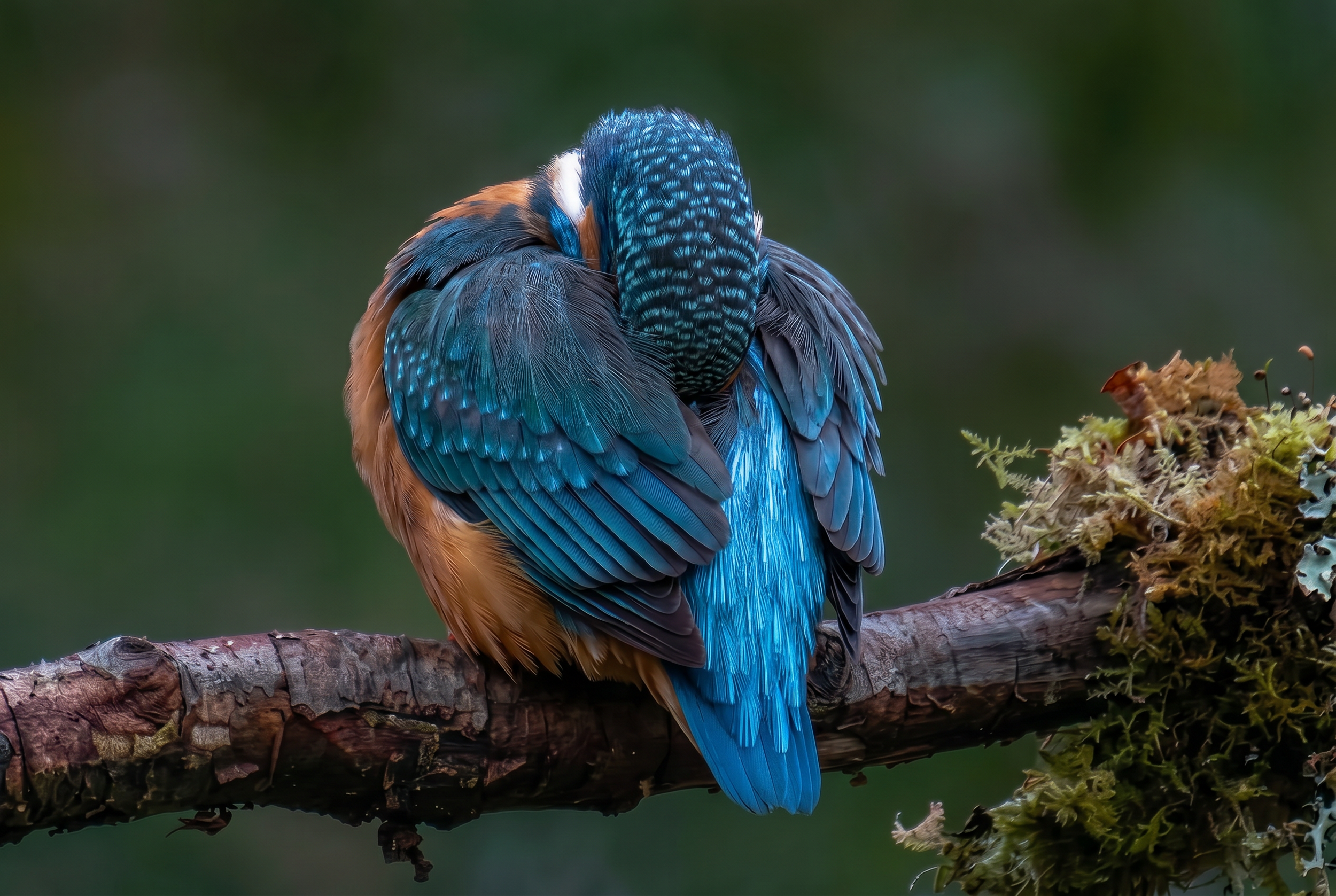 Firefly_Gemini Flash_want to clarify and clearly this photo and this bird more clearly and cover his face  837245.png