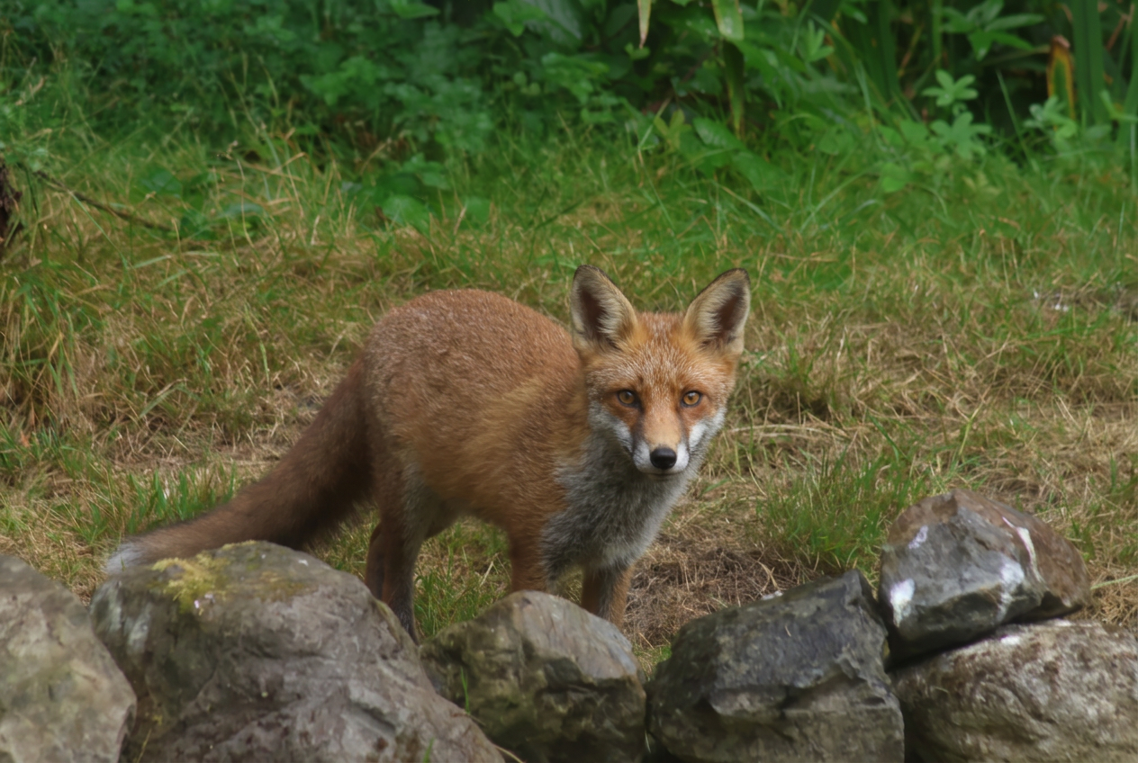 Firefly_want this fox look at me  649099.png