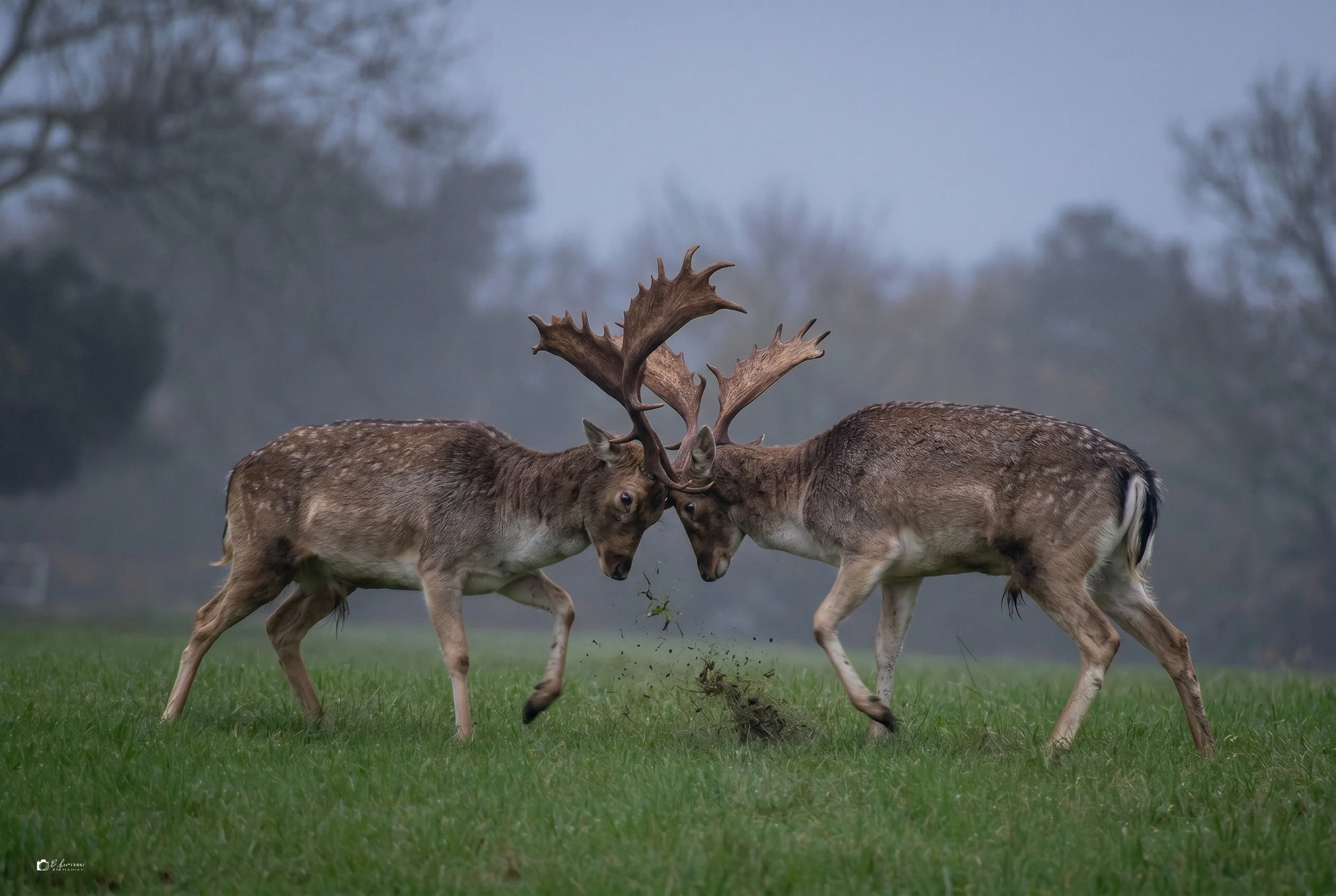Phoenix Park