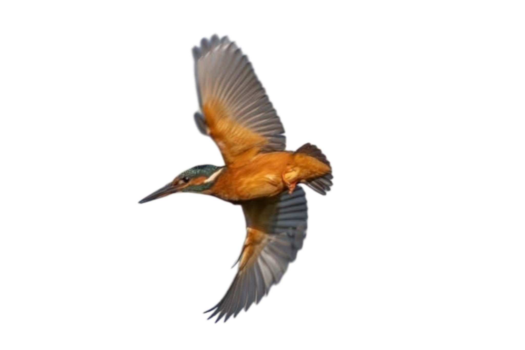 A kingfisher bird in flight with orange and blue feathers.