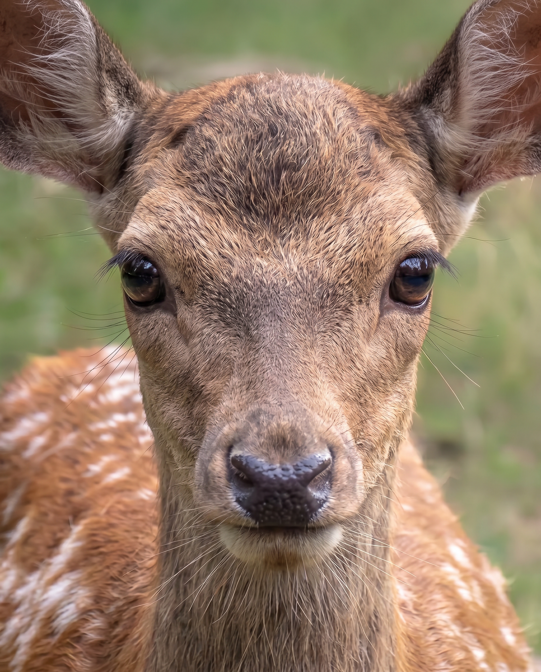 Firefly_Gemini Flash_want to closer to Bambi 294952.png