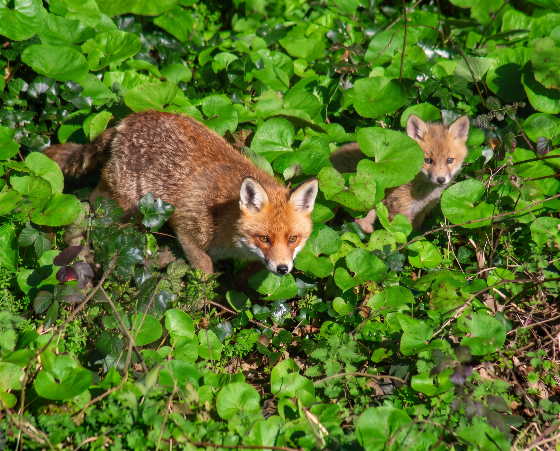 Firefly_want to clearly this photo and young foxes 716907.png