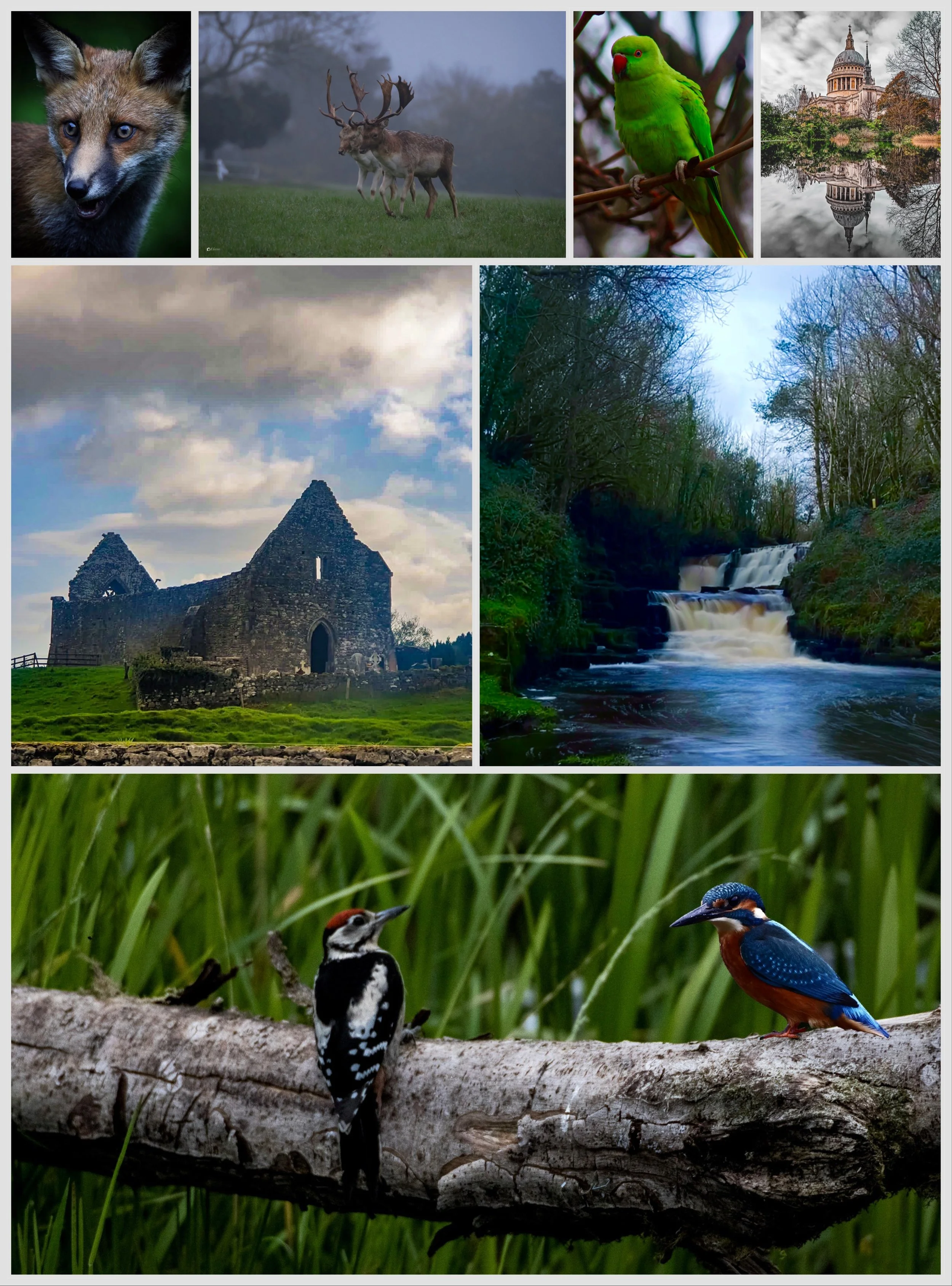 Collage of various nature and wildlife scenes including a fox, deer with antlers, a green parrot, a historic stone building, a river with waterfalls, a cloudy sky, a forest path, and two kingfishers perched on a branch.