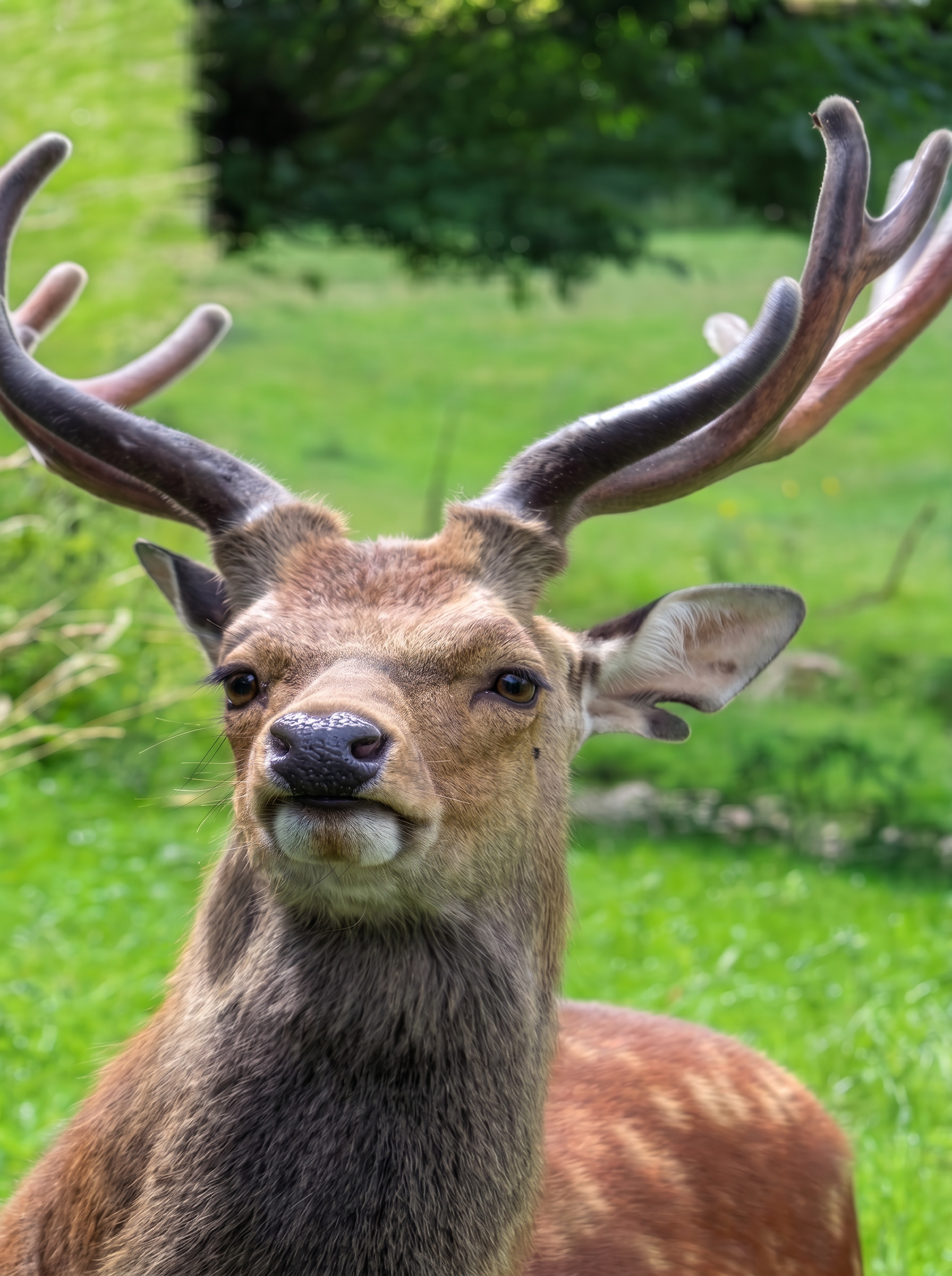 Firefly_want to remove this line from this deer 314409.png