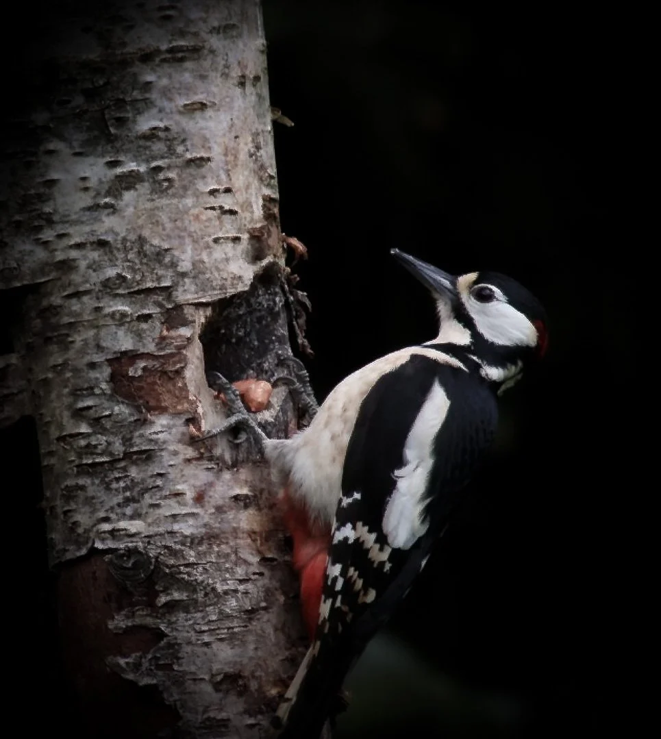 A woodpecker clings to the side of a tree trunk, pecking at the bark in a dark setting.