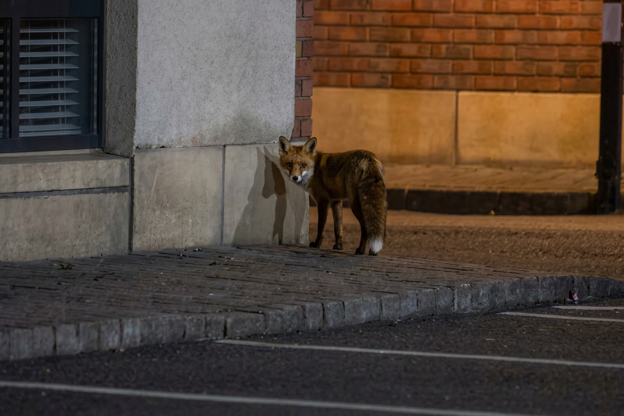 Firefly - Want to clearly this photo only and the fox look back.PNG
