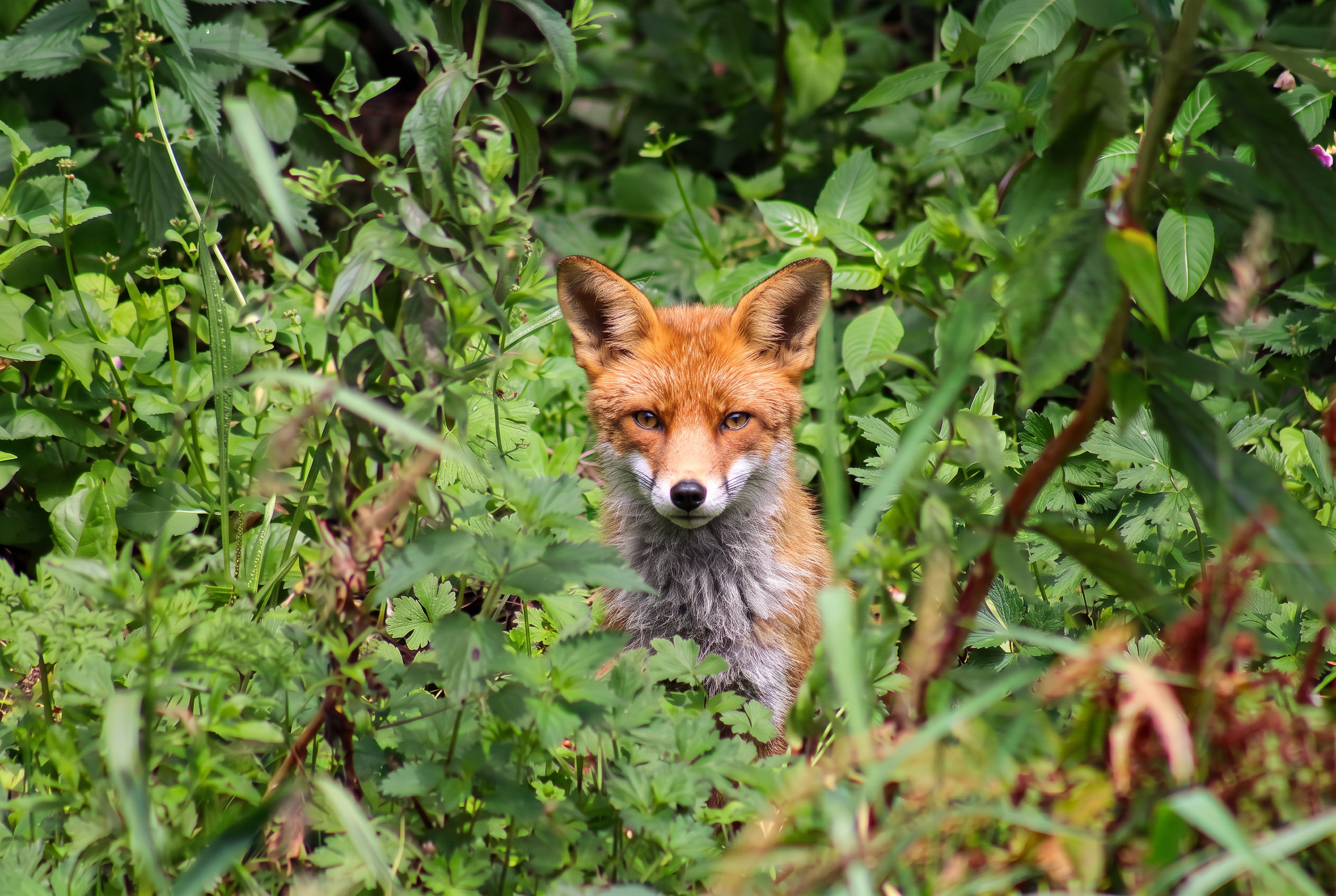 Firefly_Gemini Flash_want to clearly this photo and this fox  and remove leaves or branch in fox face 386766.png