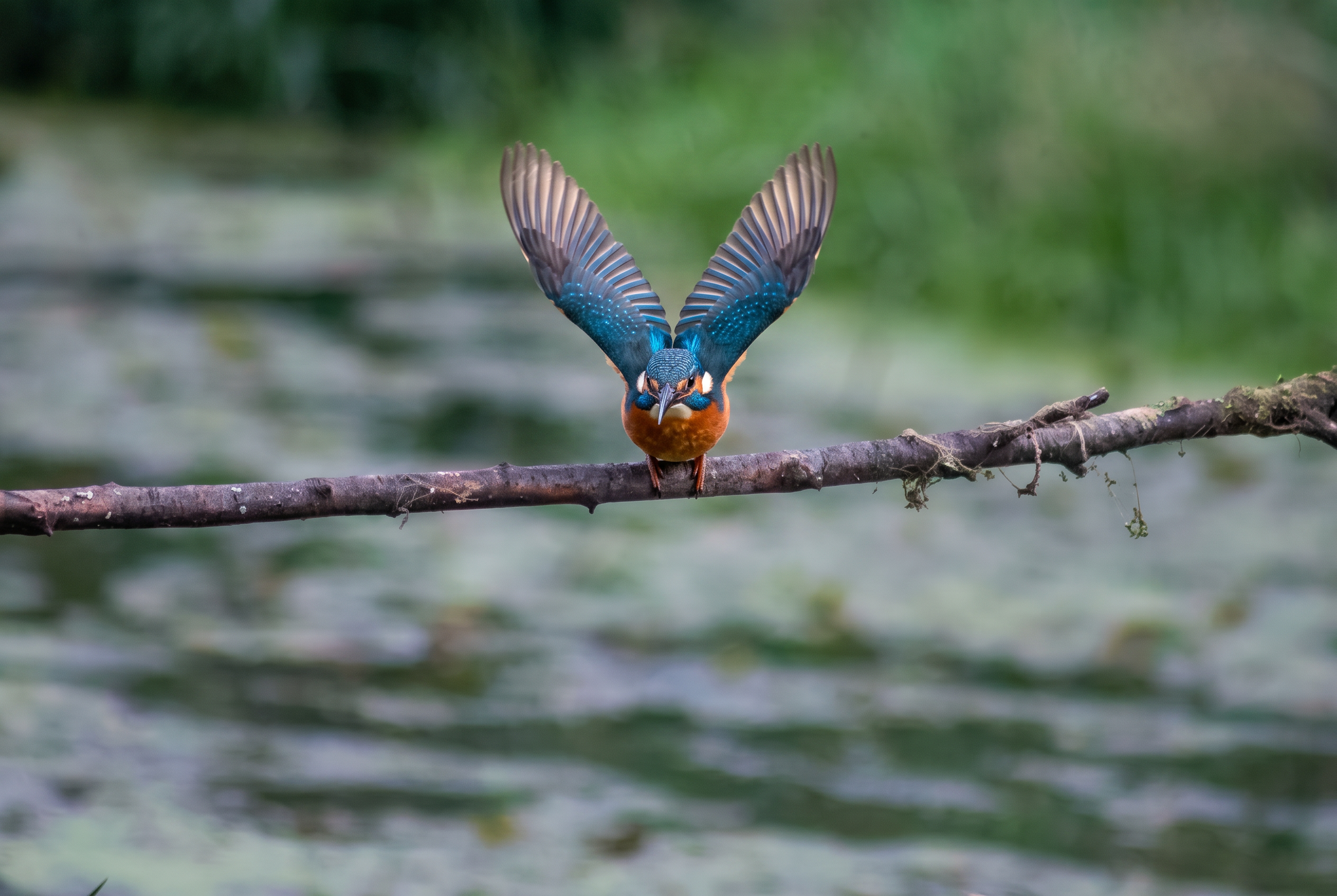 Firefly_Gemini Flash_want to clearly this bird front of me with his wing like that  227955.png