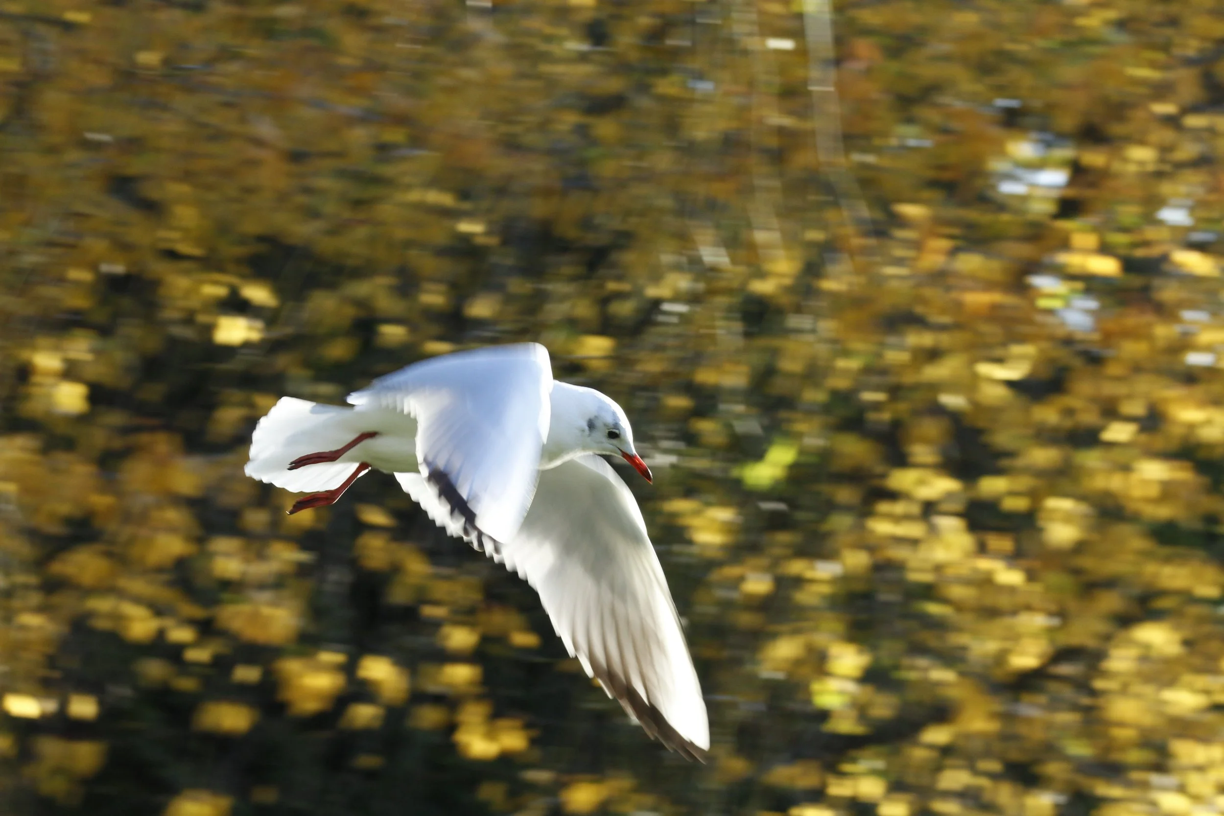 _MG_8258.JPG