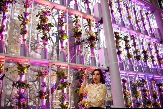 Britta Riley with the NYC Public Windowfarm at the American Museum of Natural History, part of the  Our Global Kitchen: Food Nature Culture (Photo: Natalie Keyssar for Wall Stree Journal Article: Ralph Gardiner Jr. "Windows to Produce" Nov 27 2012) 