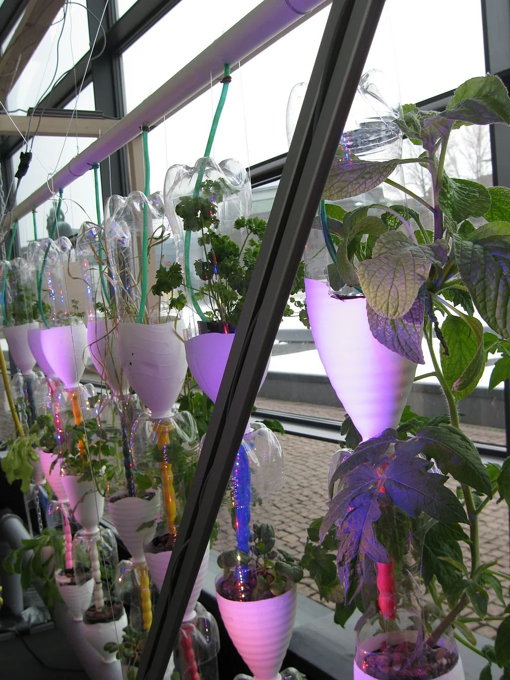 A Windowfarm produced collaboratively by Finnish Windowfarmers led by Andrew Paterson and showcased at the Kiasma Museum of Contemporary Art as part of the Pixelache Festival. By foam - Flickr: WindowFarm @ Kiasma, CC BY-SA 2.0, 