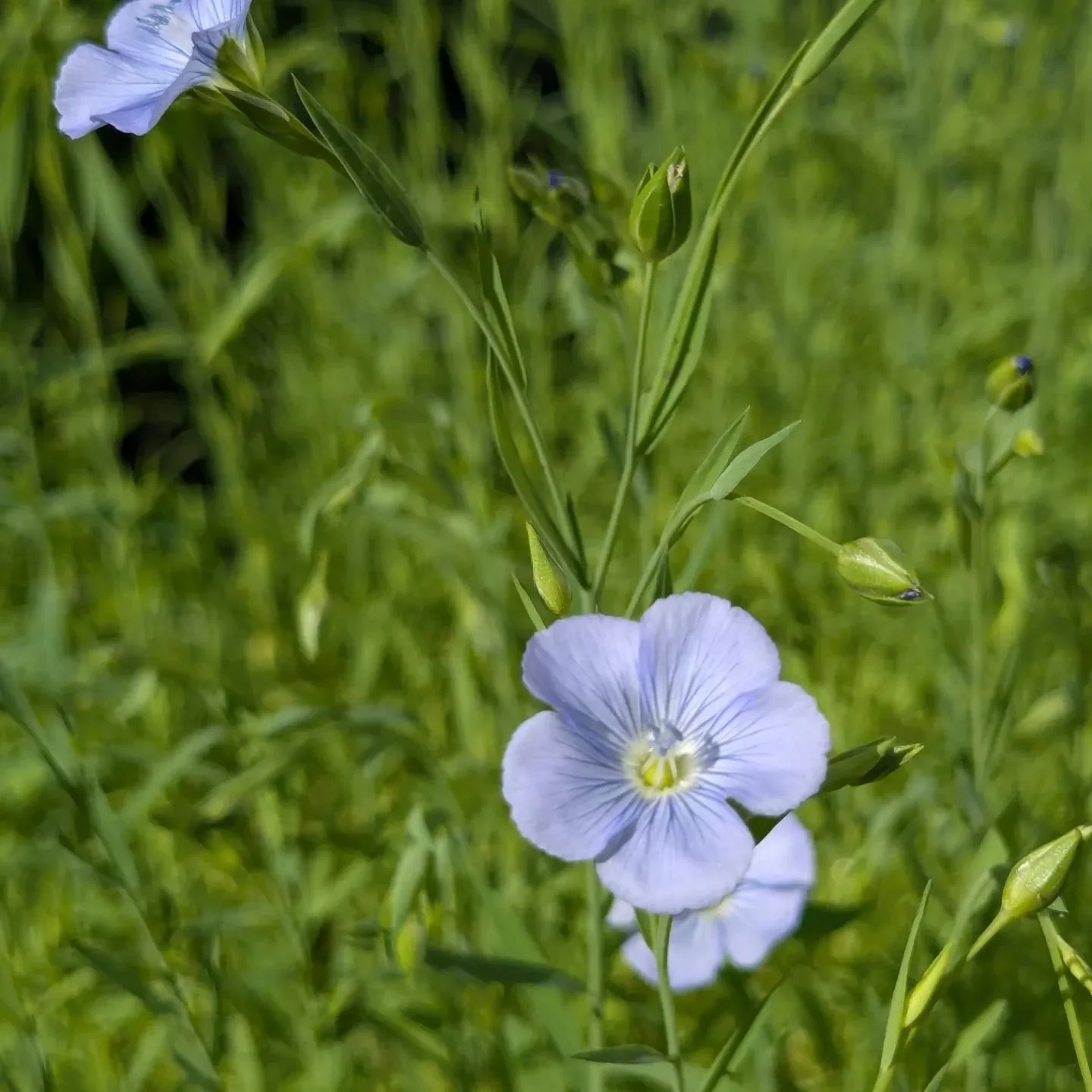 My camera roll lately

#flax #flaxtolinen #fiberflax #pleasedontweedwhack