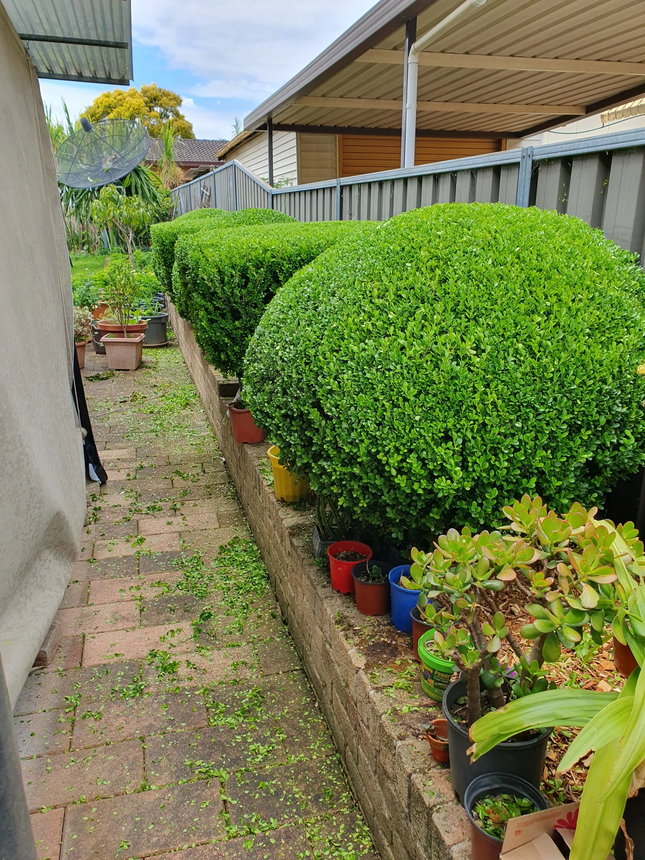 hedge trimming.jpg