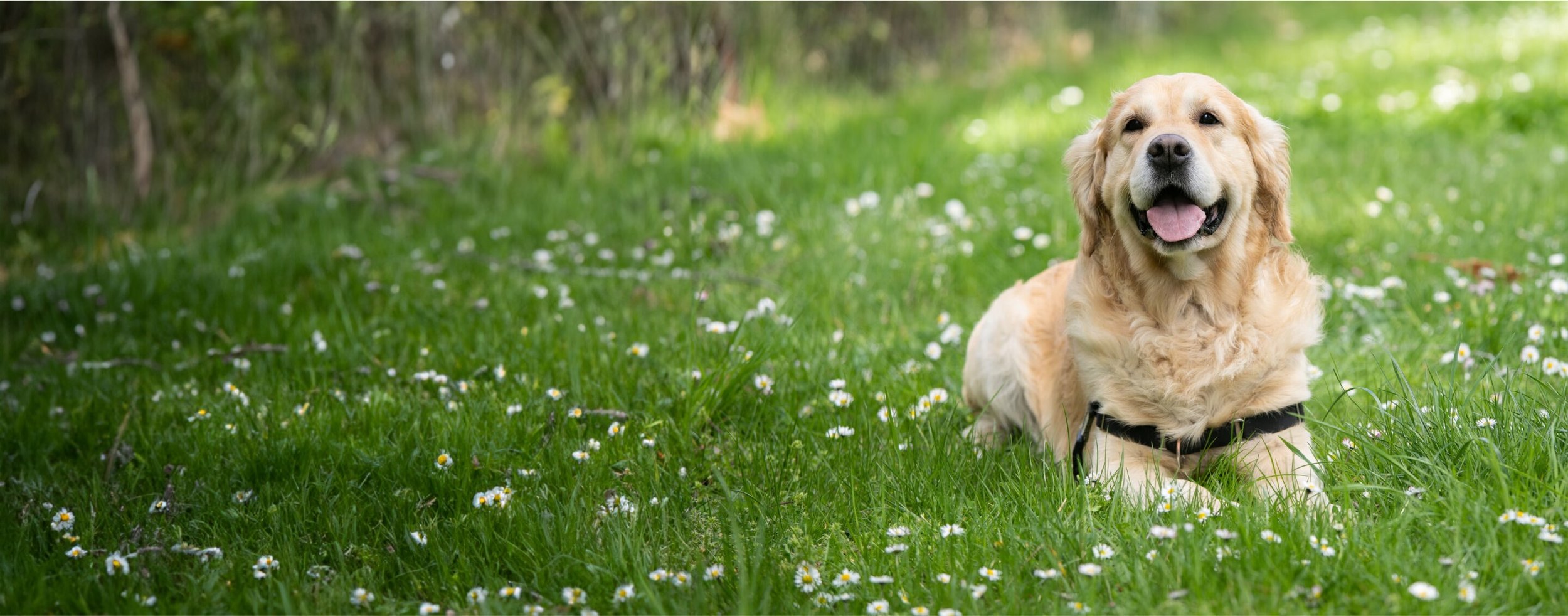 Our Locations Ruby Veterinary Urgent Care Our Locations Ruby Veterinary Urgent Care