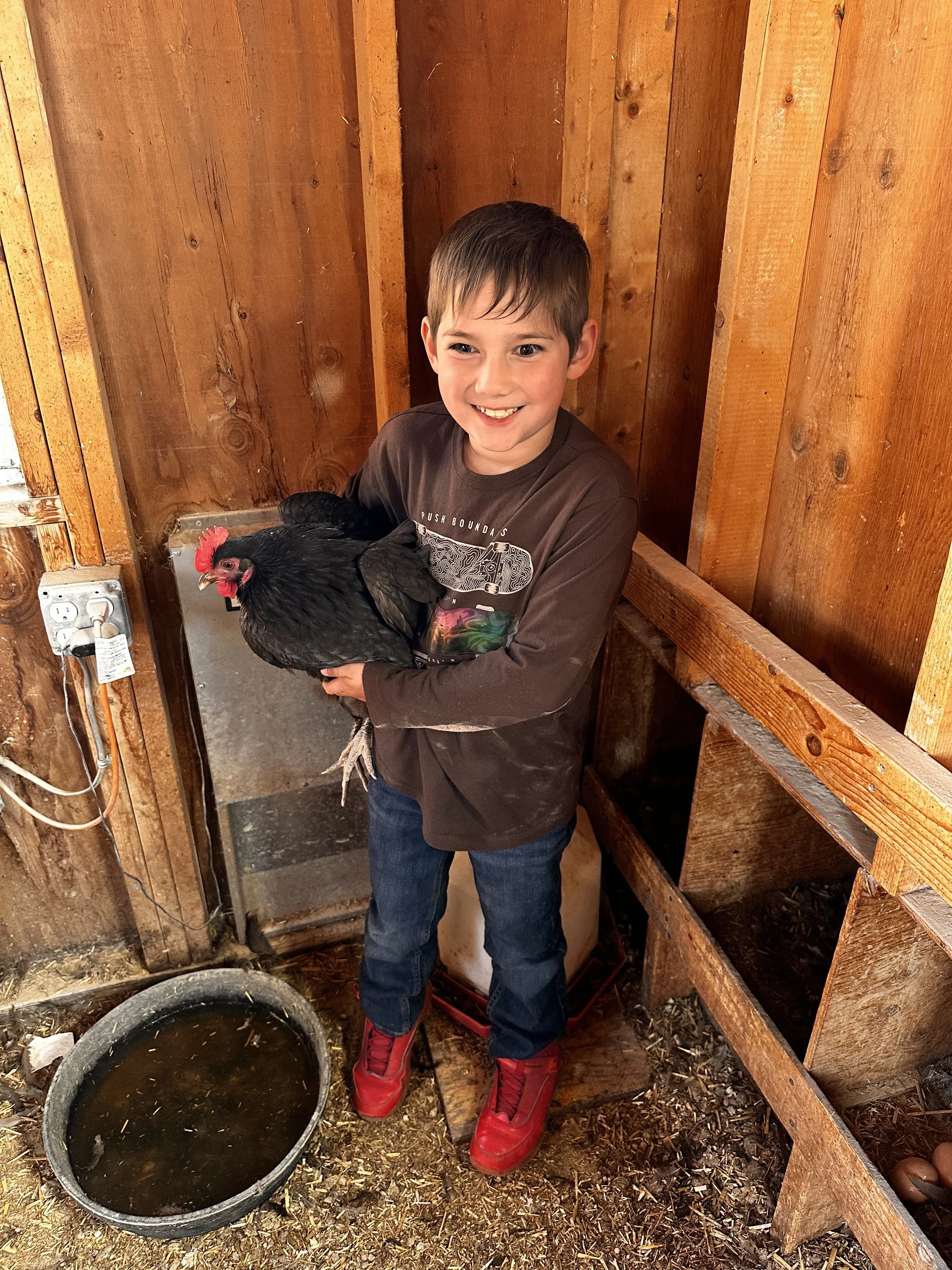 A young boy with brown hair smiling and holding a black hen inside a wooden chicken coop.
