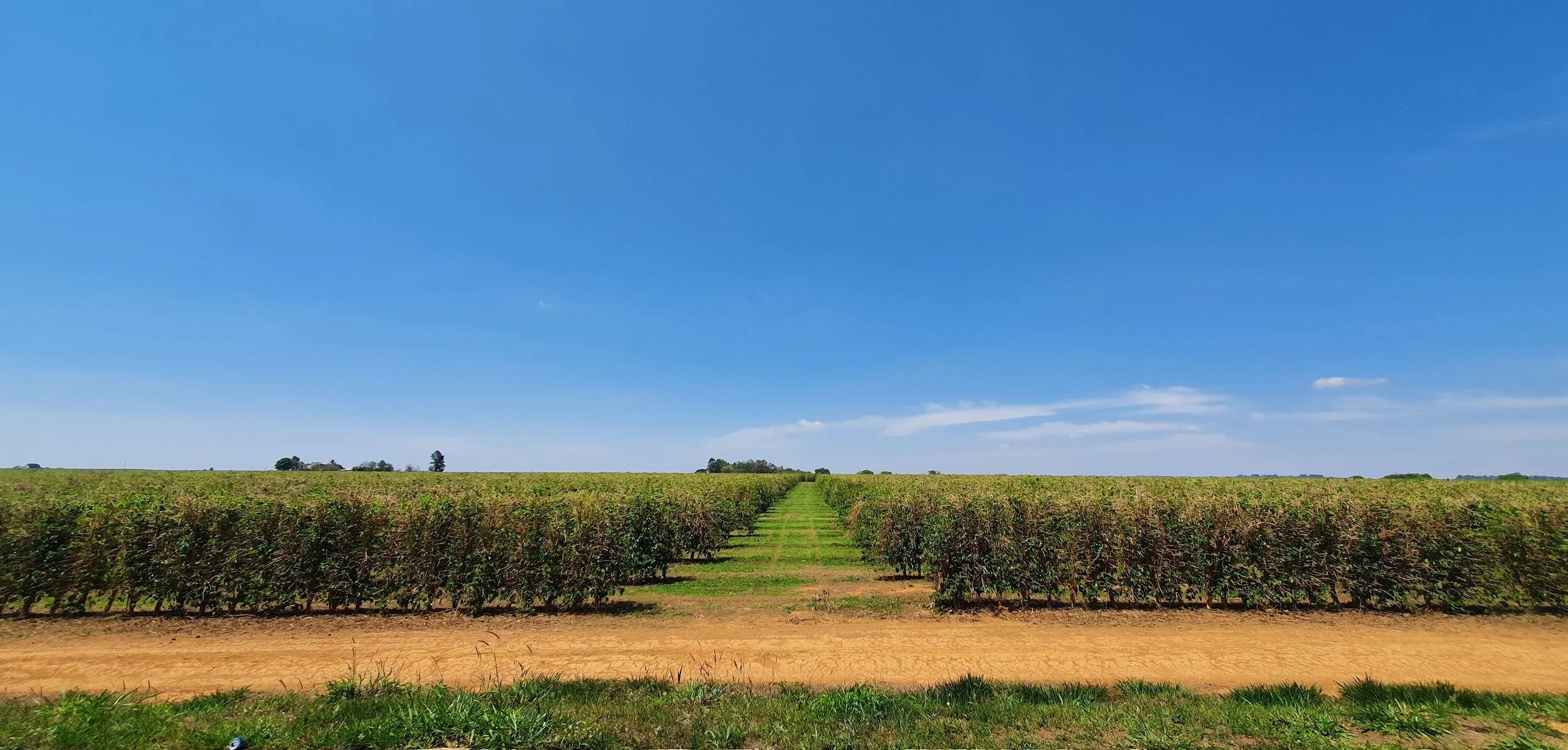 View of a large farmland with rows of crops, a dirt path in the middle, green grass in the foreground, and a clear blue sky overhead.