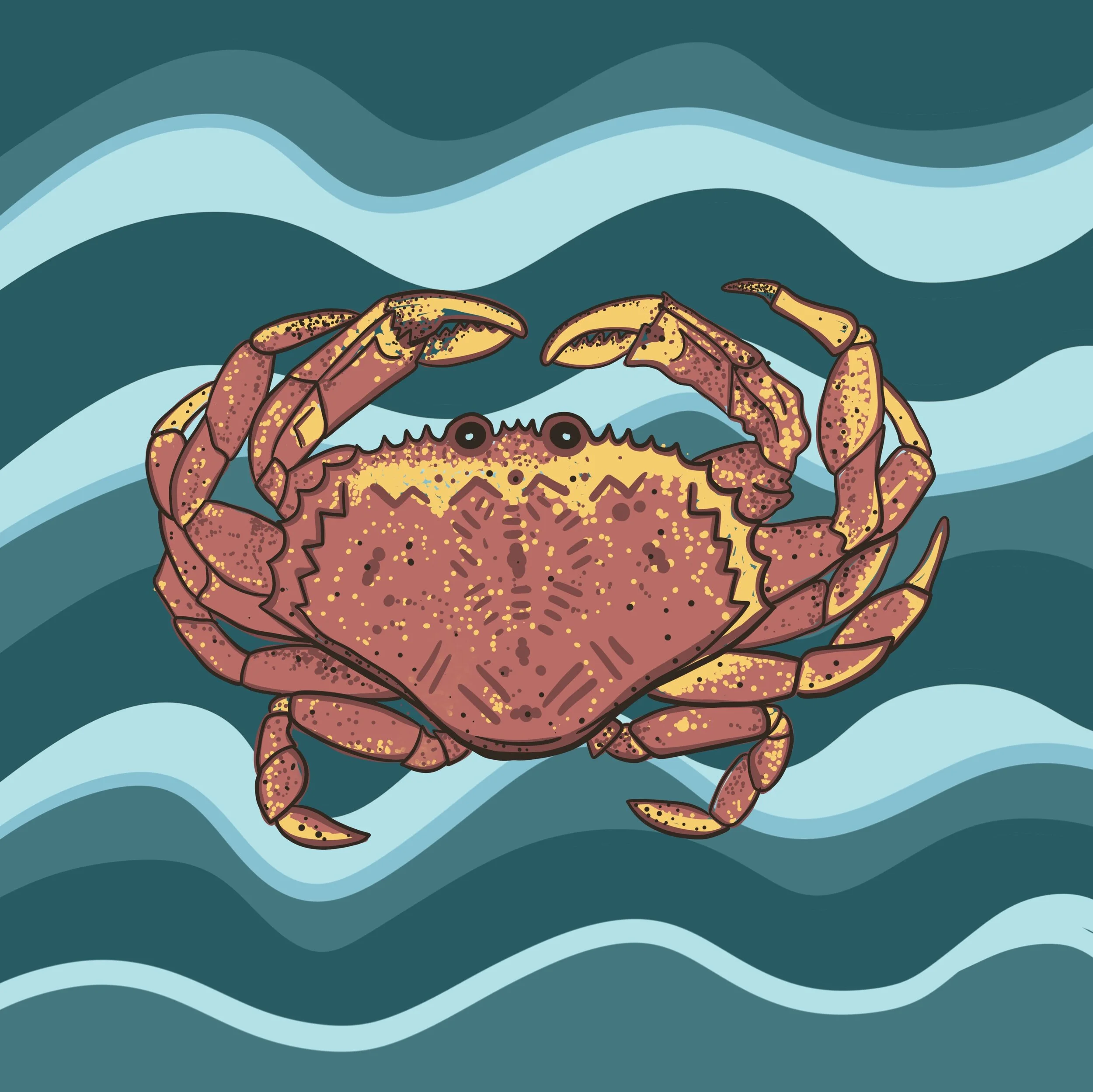 Dungeness crab Illustration