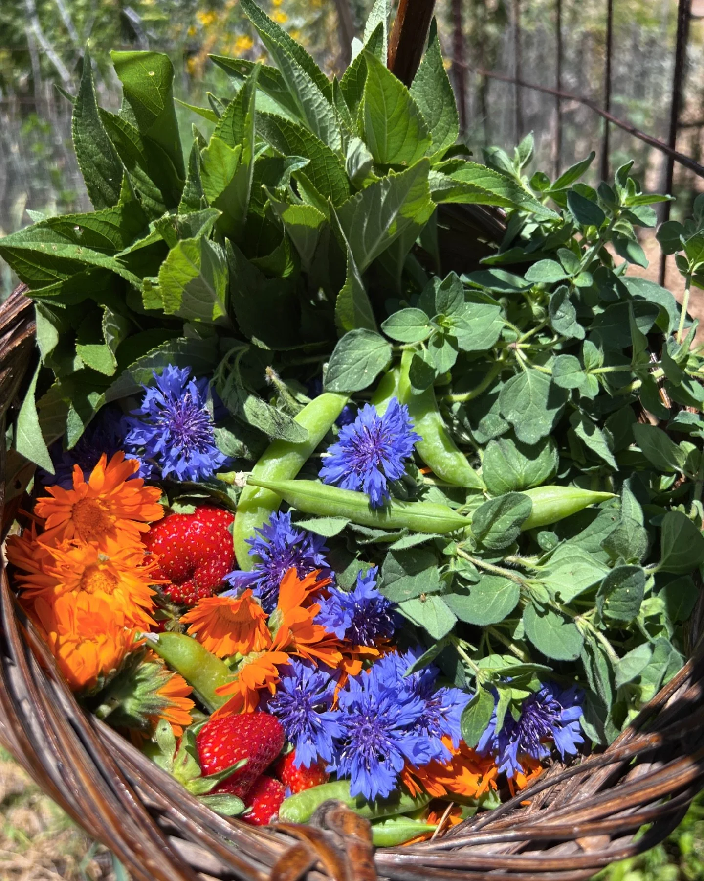 meet-kathleen-opeka-tucson-arizona