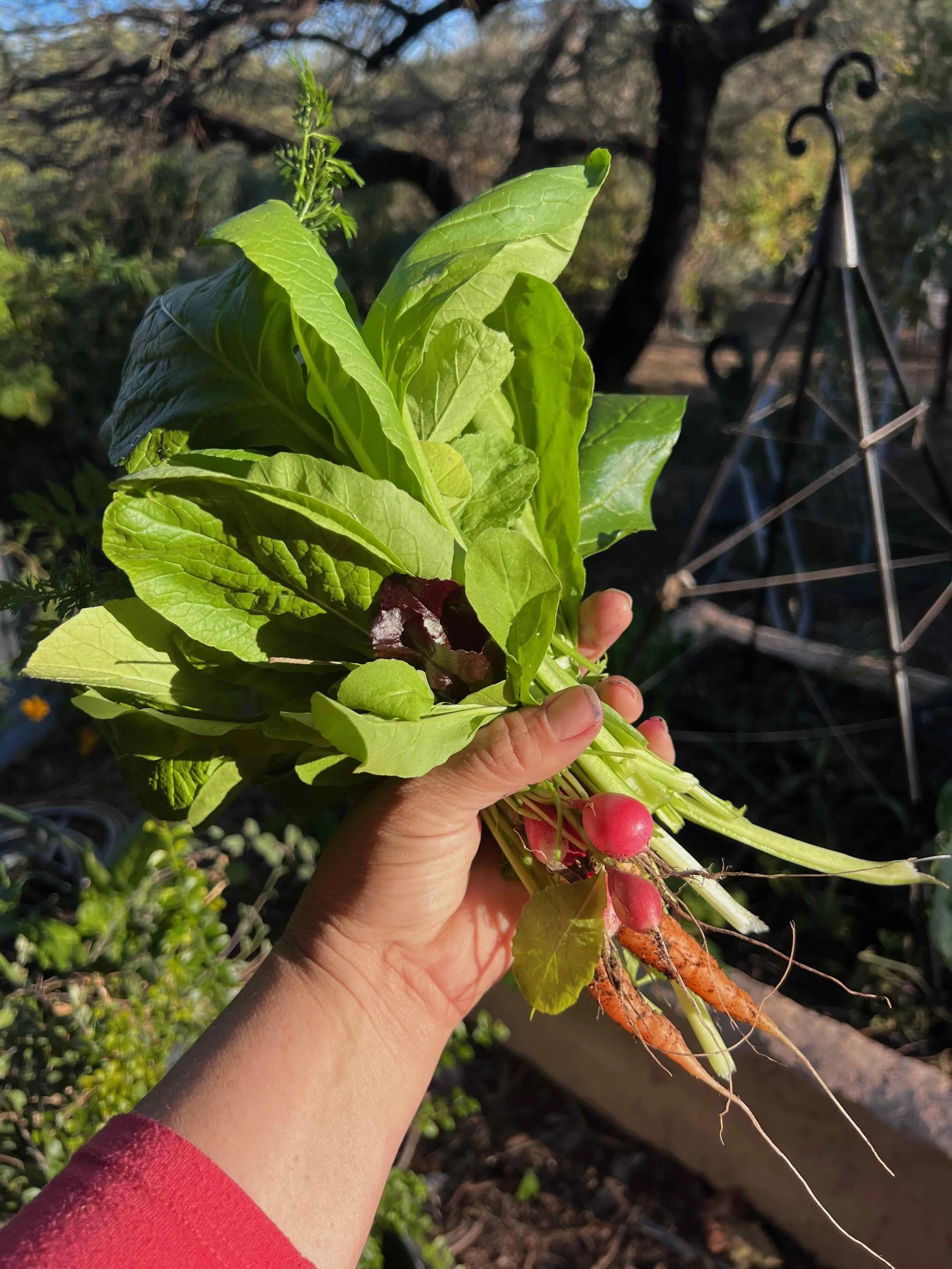 veg low file size.jpeg