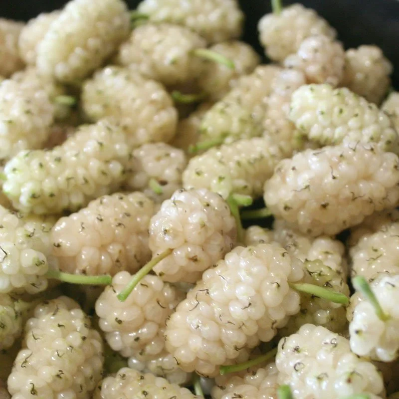 DPG_Berries-_Mulberries_White.jpg