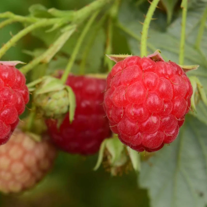 DPG_Berries-_Baba-red-Raspberry.jpg