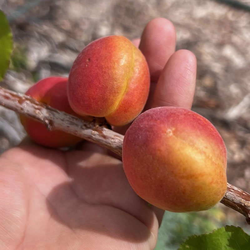 DPG_Fruit-Tree-_Apricot_Gold-Kist.jpg