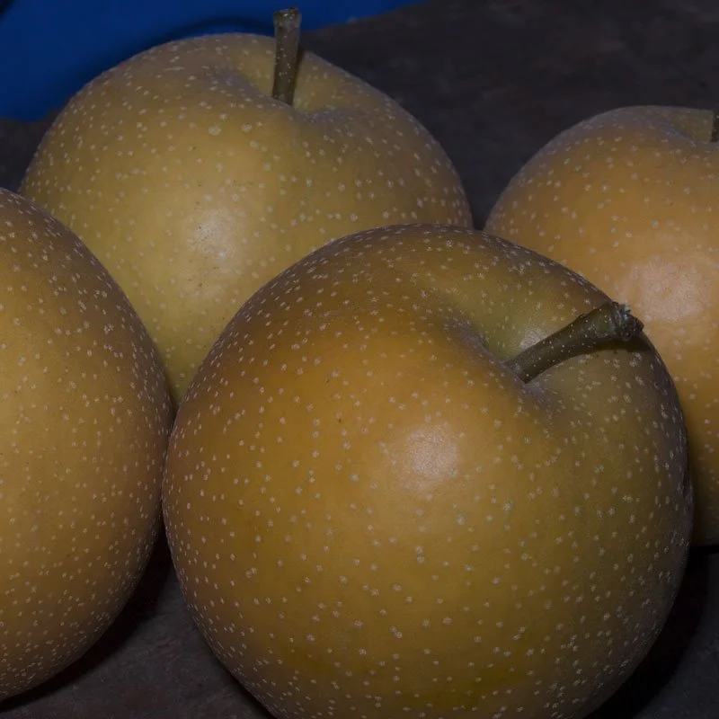 DPG_Fruit-Tree-_Asian-Pear_Shinko.jpg