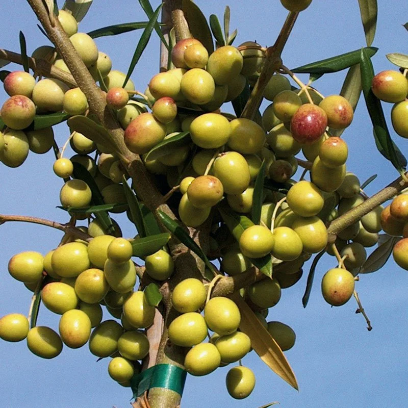 DPG_Fruit-Tree-_Olive_Arbosana.jpg