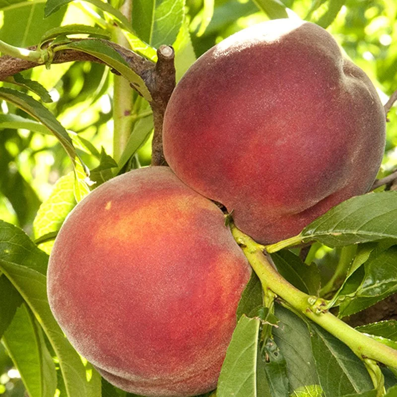 DPG_Fruit-Tree-_Peach_Desert-Gold.jpg