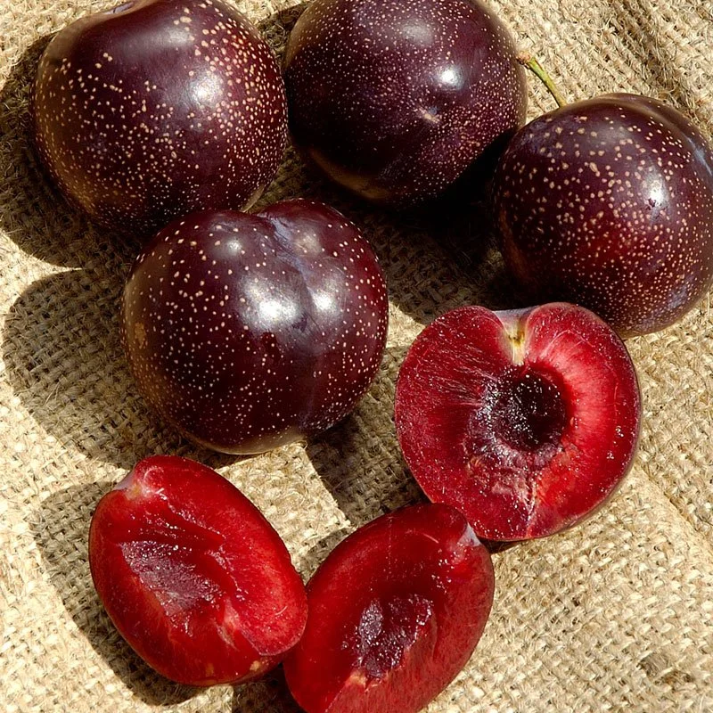 DPG_Fruit-Tree-_Plum_Burgundy.jpg