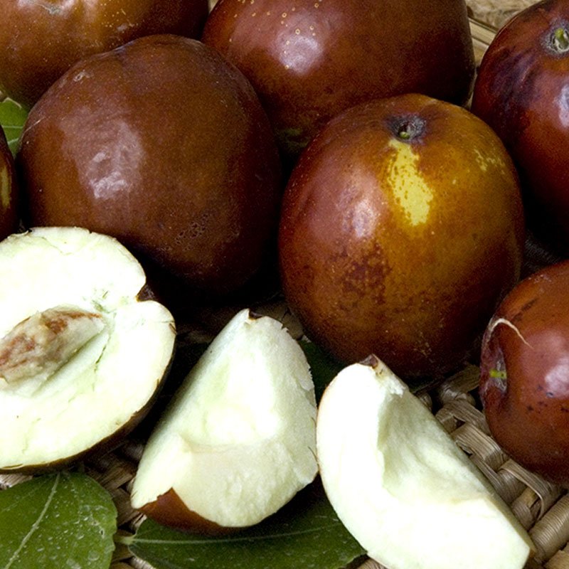 DPG_Fruit-Tree-Jujube_Li.jpg
