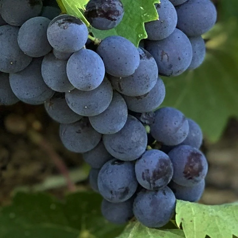 DPG_Vines-_Grape_Concord-Seedless.jpg
