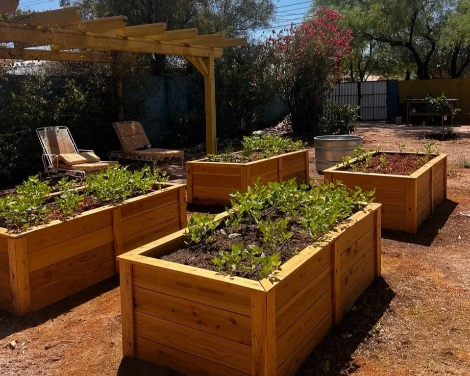 Filled in, with irrigation, and tepary beans have volunteered from the old garden! In the future we will add archway trellises, and the entire area will be mulched.