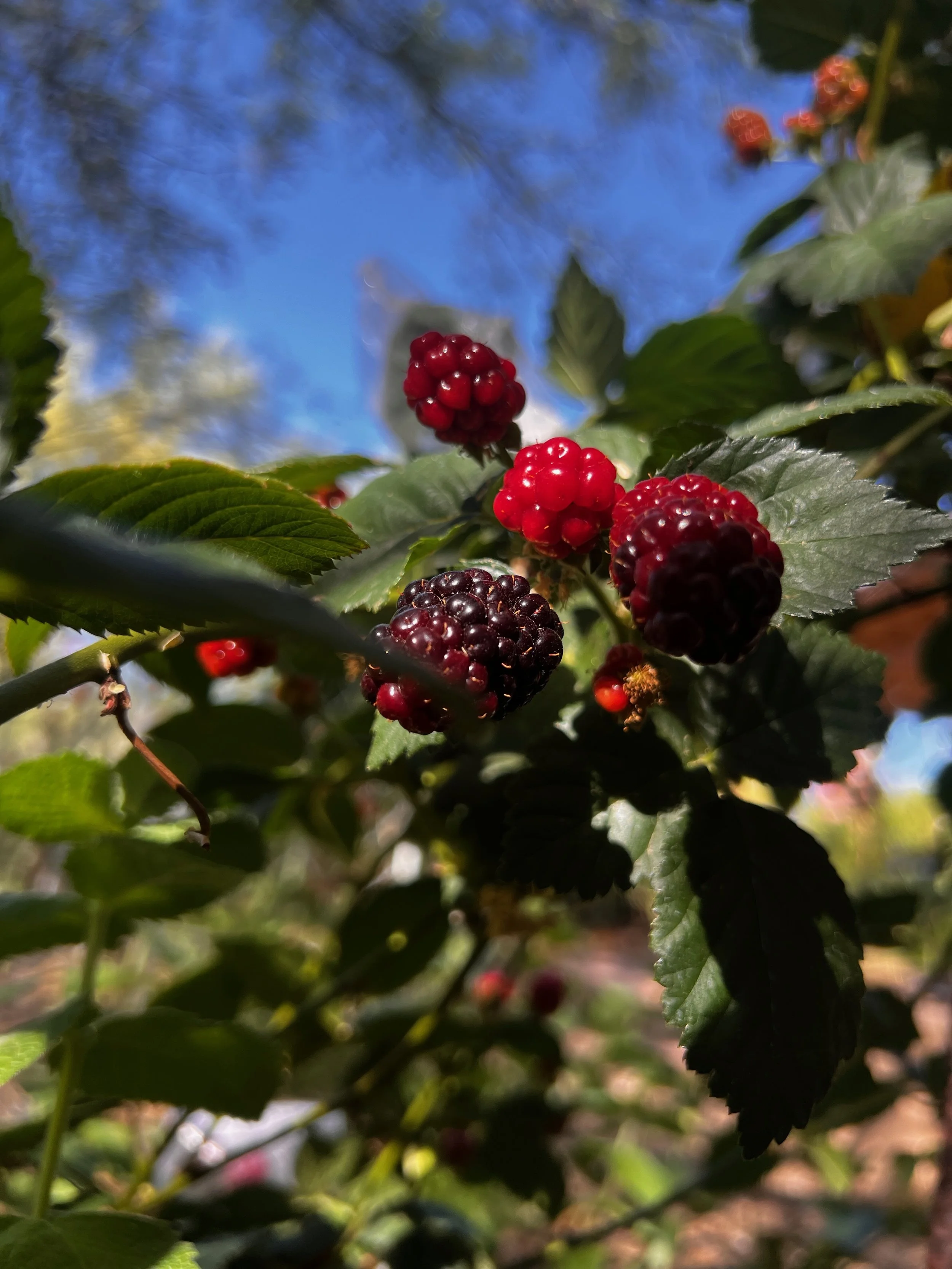 Fruit Tree Guilds and Companion Planting