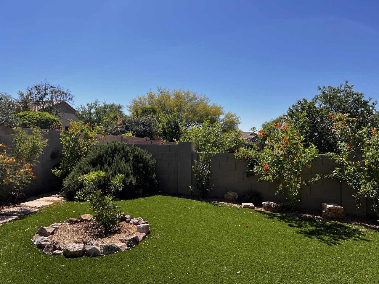 Spring 2026, the Orage Jubilee is already over the block wall and blooming like crazy!