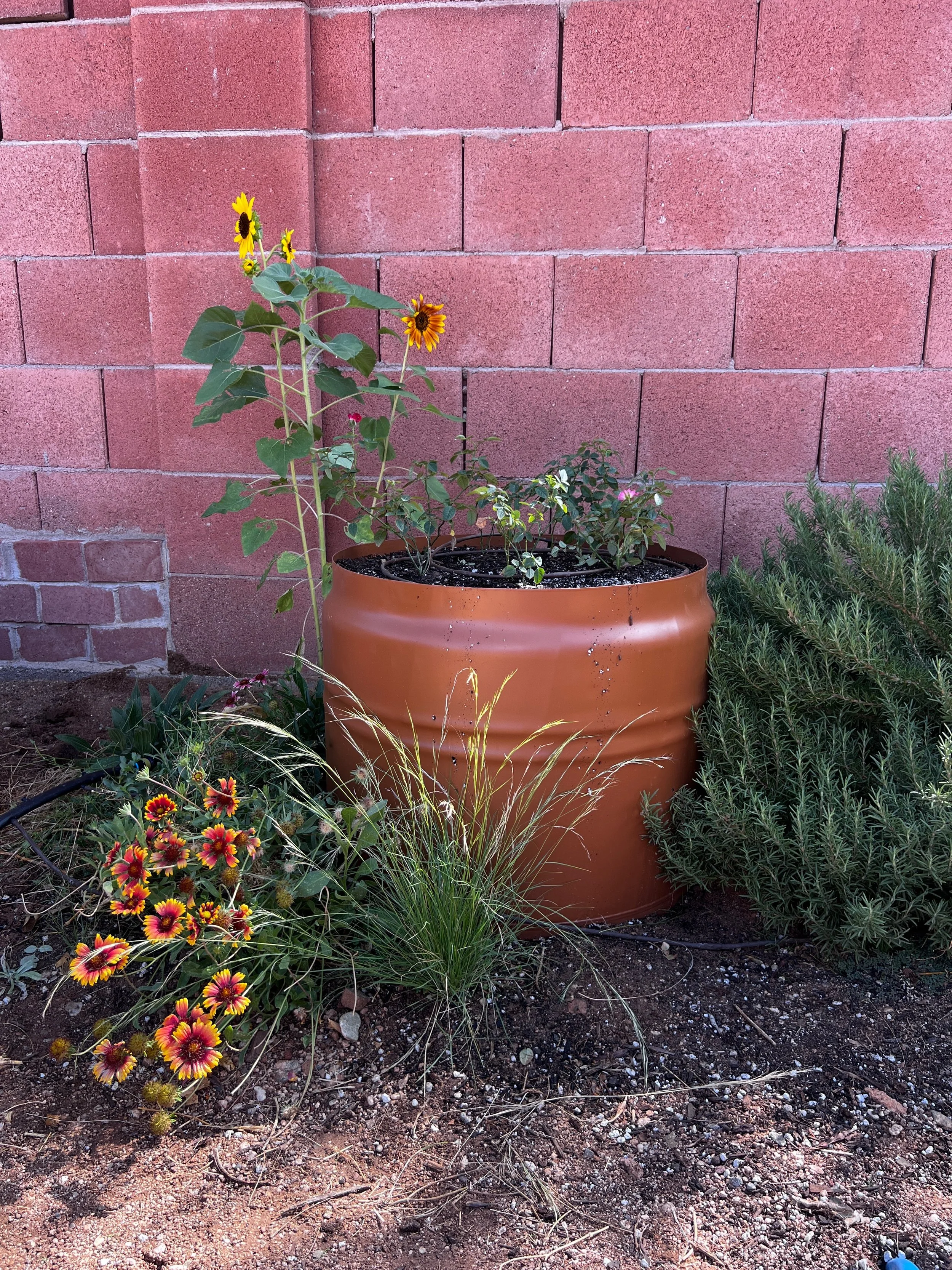 Painting a recycled washer drum that was left on the property from previous owners, we now have a beautiful planter filled with miniature roses gifted by her children.