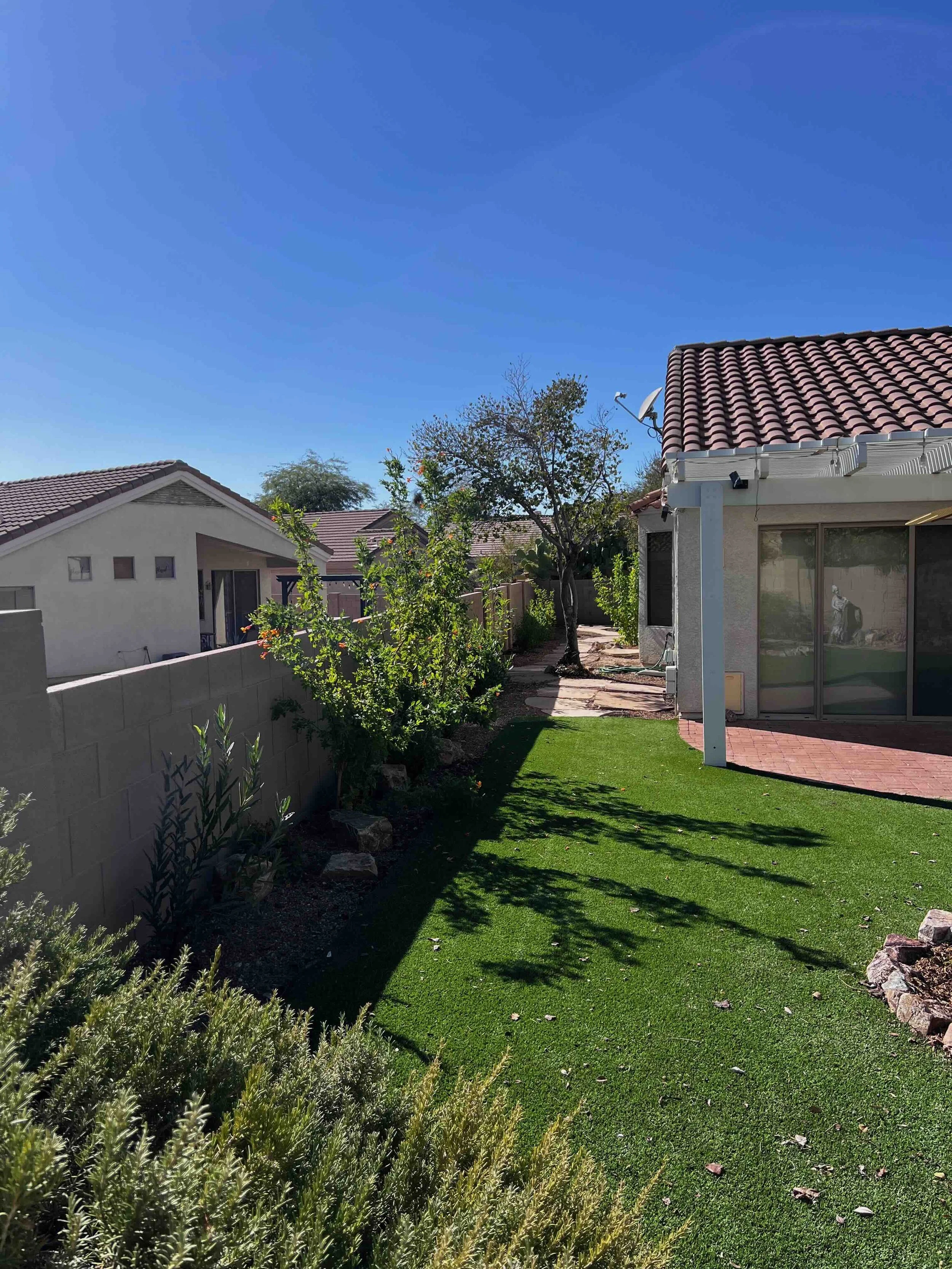 Mixed Evergreen Hedge with Arizona Rosewood, Orange Jubilee Tecoma, Hop Bush, and Yellow Bells