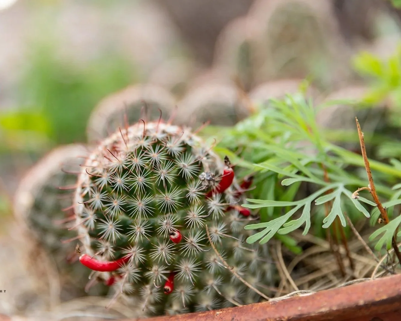 Ecological Landscaping
