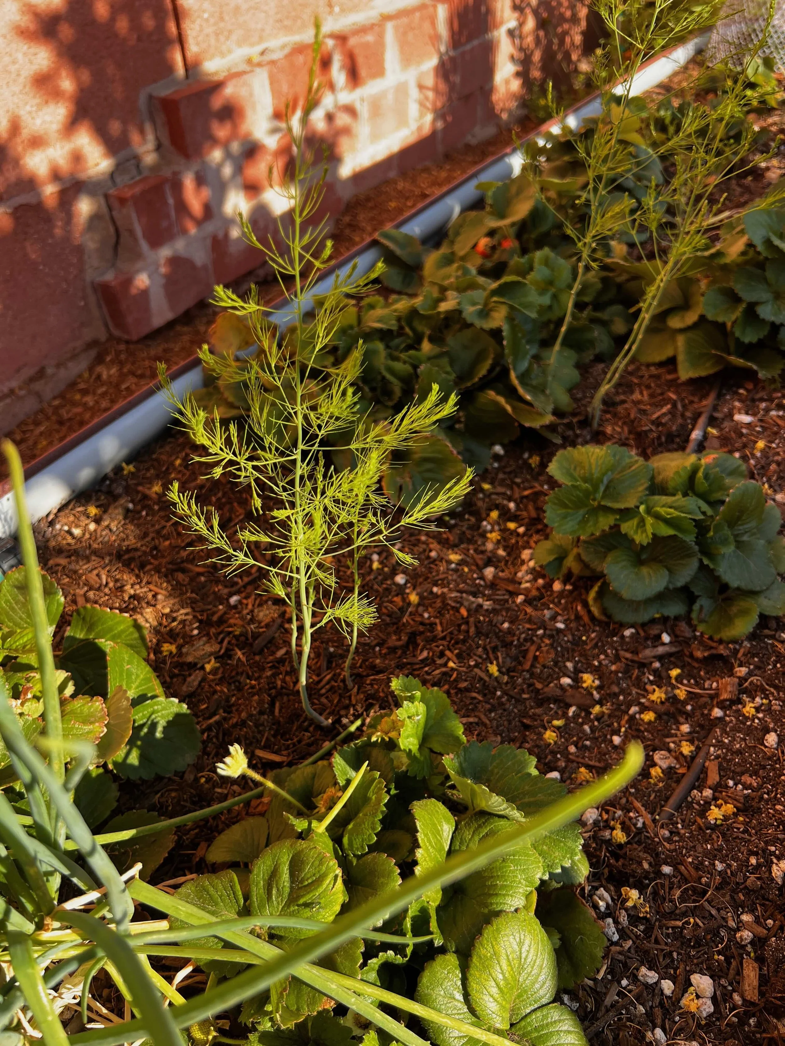 Strawberries and Asparagus planted together create a supportive relationship for perennial edible plants.