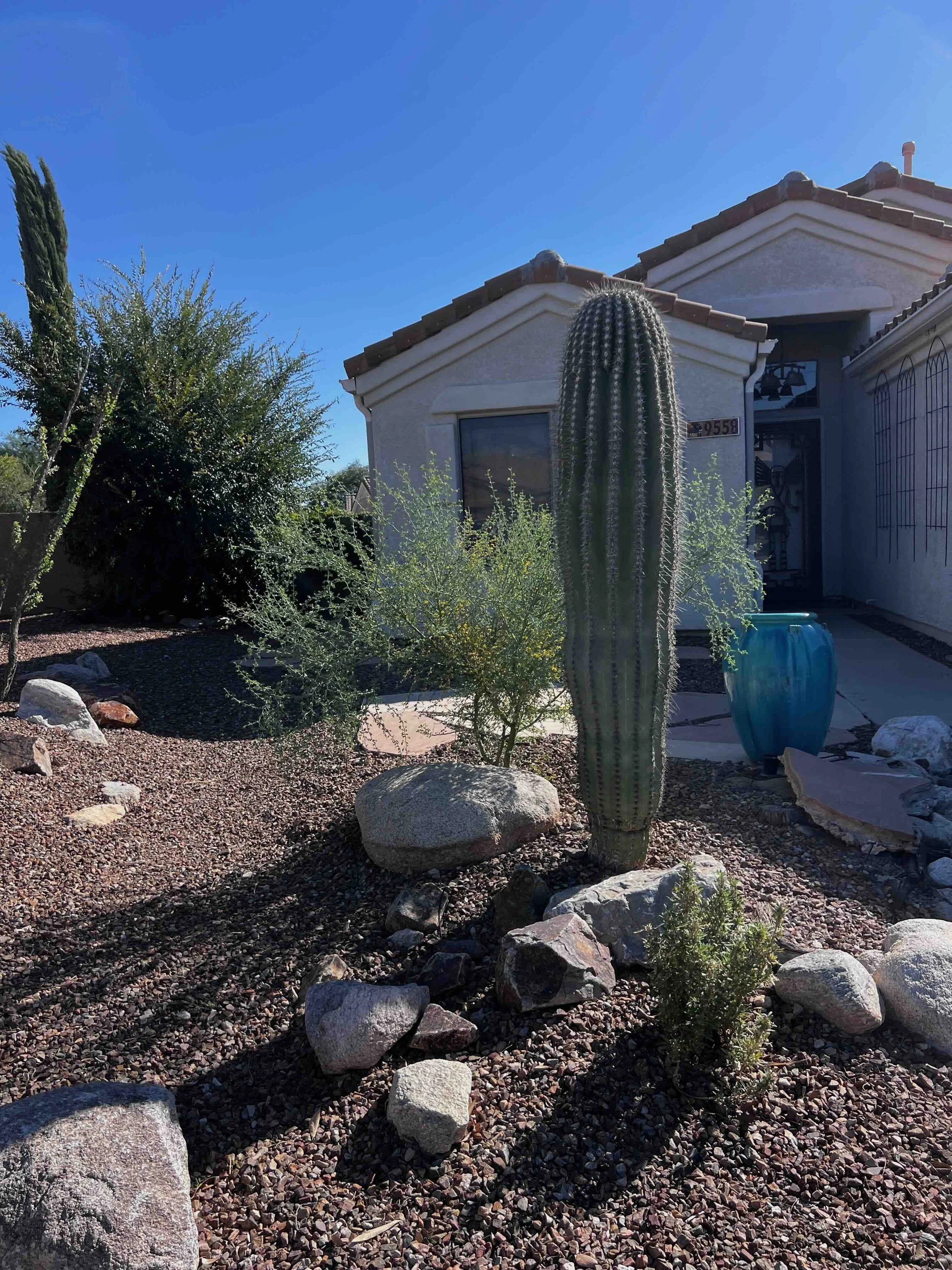 After 4 months and a very harsh summer, the Blue Palo Verde flourished!