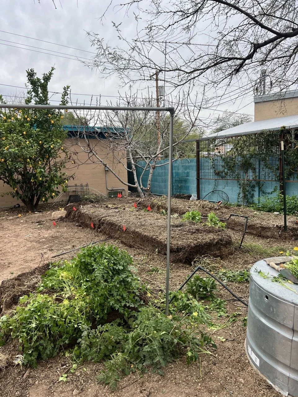 After taking out the old wood, we sifted the soil from tree roots and eventually will move the soil over.
