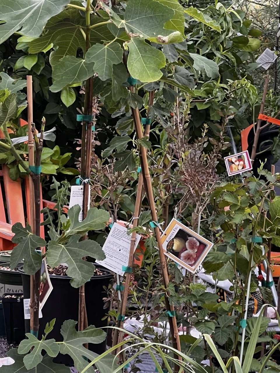 Plant Nursery
