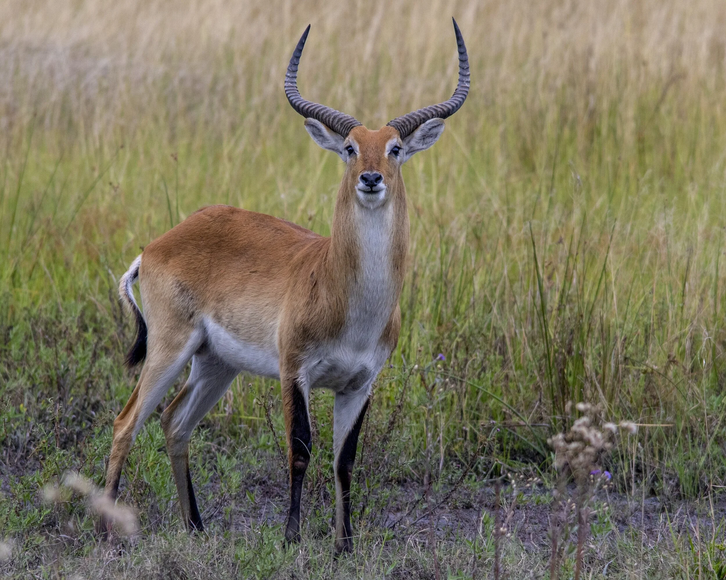 A young male Red Lechwe standing in a grassy field with curved horns, tan fur, and black markings on the legs.