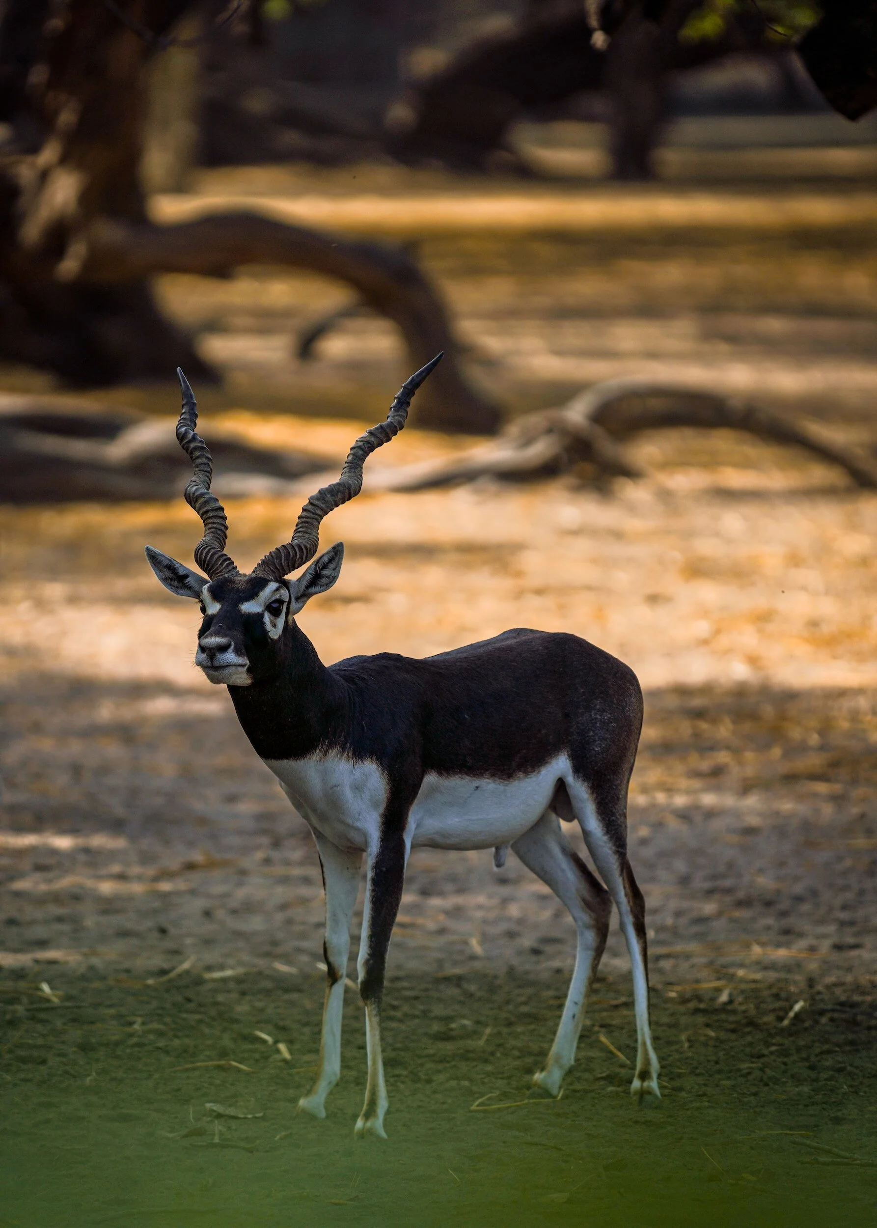 A black and white Blackbuck antelope with twisted, spiral horns standing outdoors on dry ground with trees in the background.